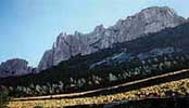 Dentelles de Montmirail